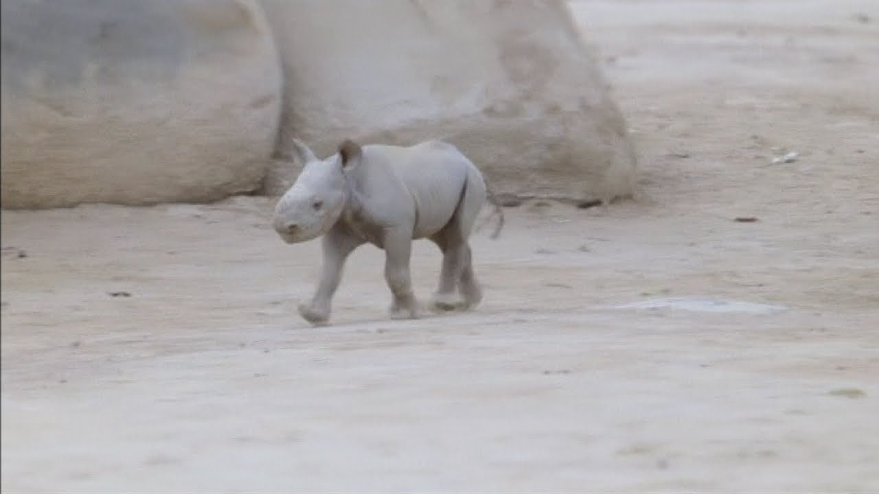 Cute endangered black rhino baby is newest resident at San Diego Zoo