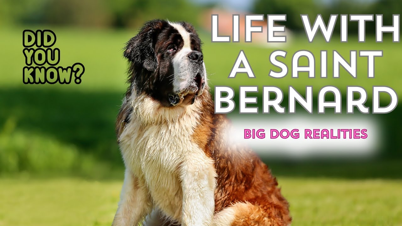 Living Large: The Truth About Owning A Saint Bernard 🐾