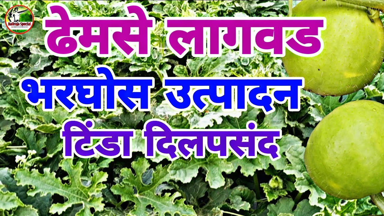 √तीन महिन्यात लाखोंचा नफा. #ढेमसे लागवड संपूर्ण माहिती #टिंडा #दिलपसंद