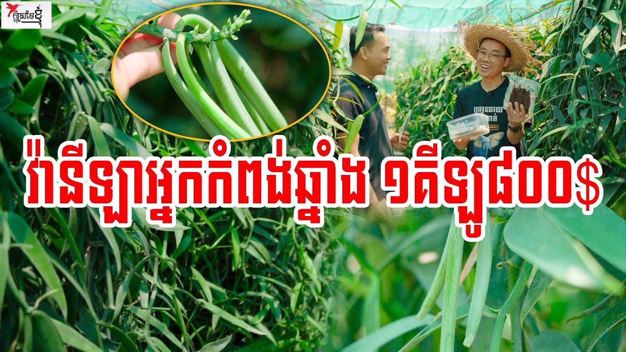 ទឹកដីកំពង់ឆ្នាំង ដាំវ៉ានីឡាបានហើយ សម្ងួតរួចលក់បាន១គីឡូ៨០០ដុល្លារ | កម្មវិធីក្ដីស្រមៃខ្ញុំ