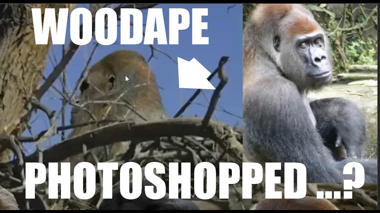 ДОКАЗАТЕЛЬСТВО: Фотография лесной обезьяны Ранчита НЕ БЫЛА обработана в Photoshop (ThinkerThunker)