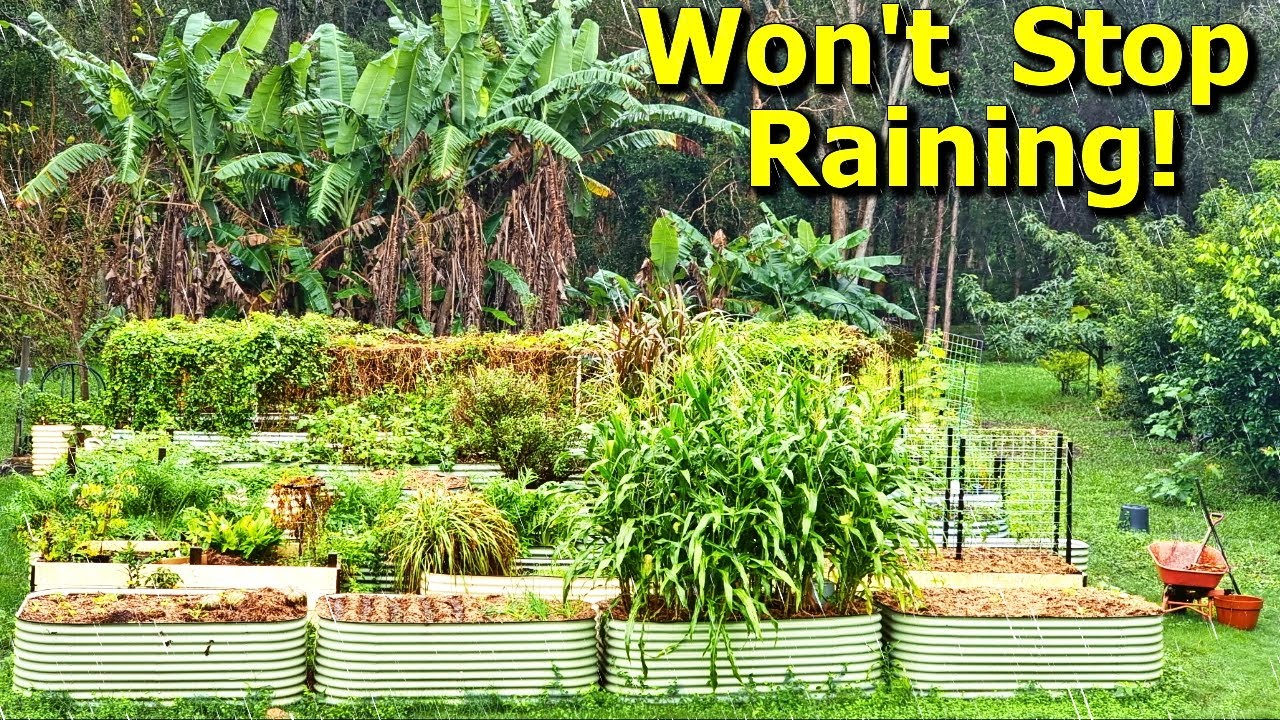 What Happened to Our Raised Bed Garden in Pouring Rain?