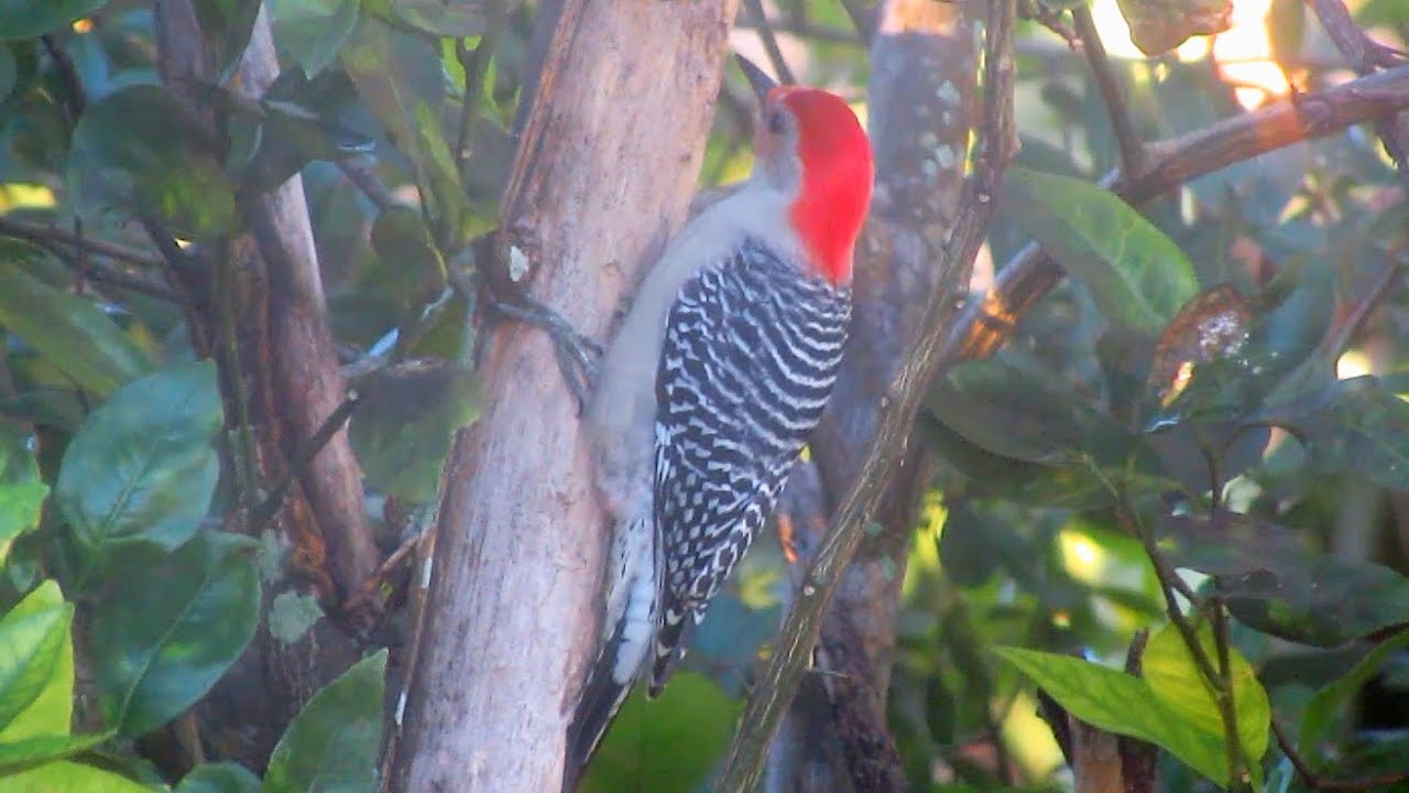 Red Bellied Woodpecker Documentary