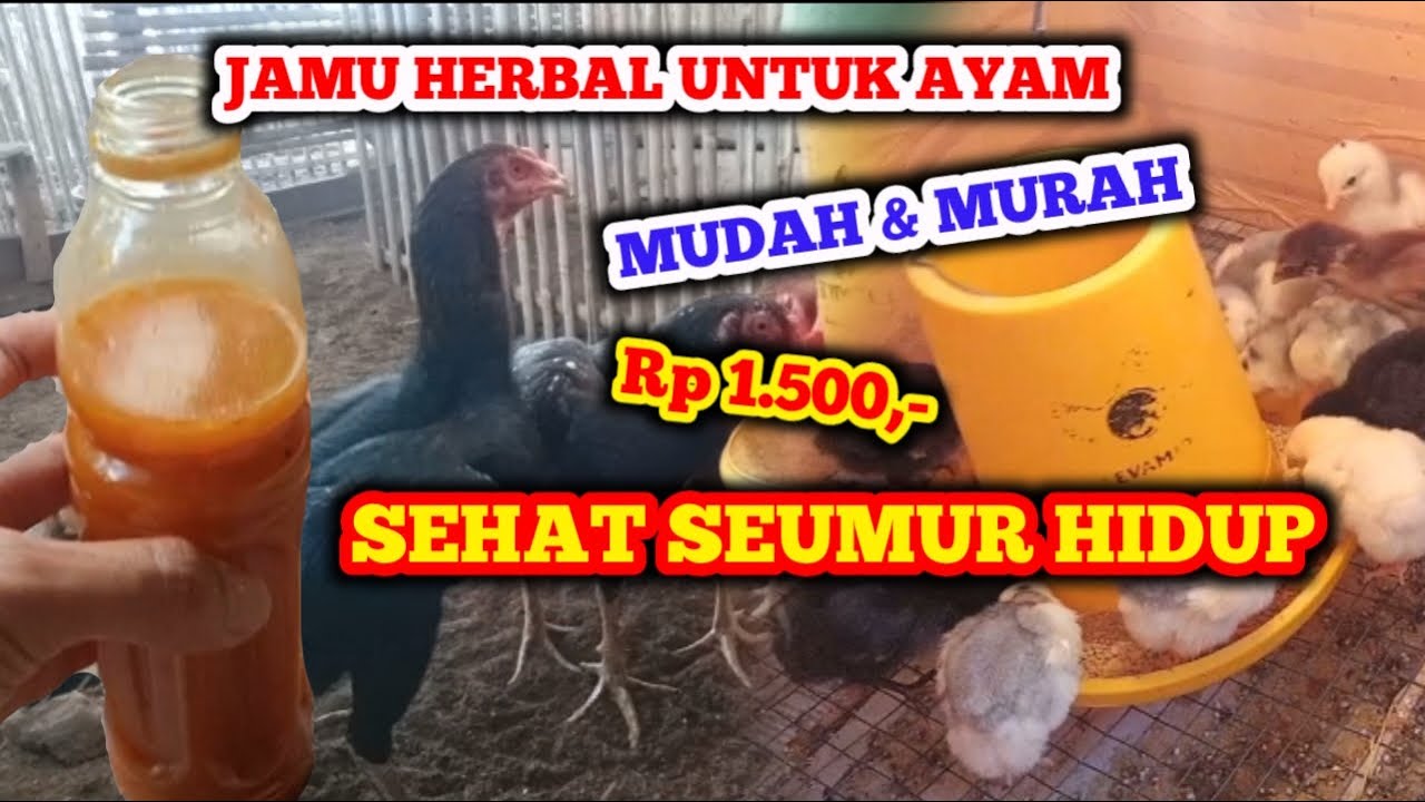HARUSNYA BIKIN DARI DULU! JAMU HERBAL AYAM SEHAT TERUS MURAH