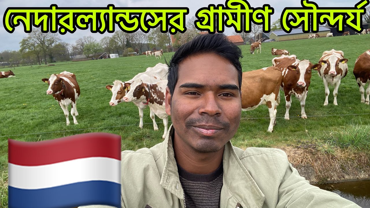 নেদারল্যান্ডসের গ্রামের শান্ত পরিবেশ | Peaceful Countryside Life in the Netherlands 🇳🇱