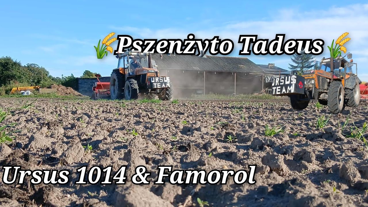 🌾Pszenżyto Tadeus🌾 Ursus 1014 w akcji & Famarol 24.09.2025