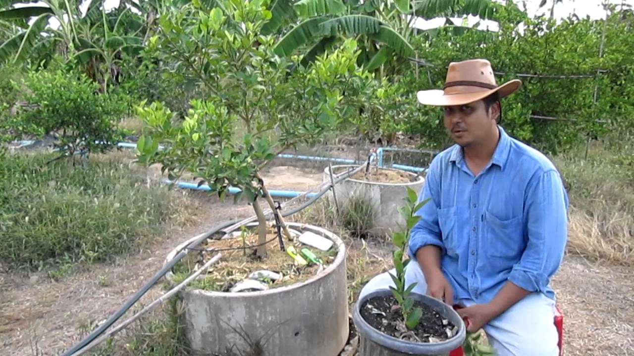 คลิปเด็ดเคล็ดเกษตร-การตัดแต่งทรงพุ่มขั้นต้น 1(การตัดแต่งมะนาว 3 ระดับ)