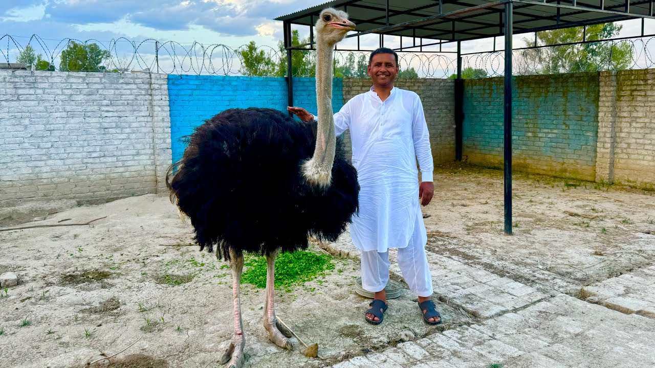 We Bought an OSTRICH 😍 |  ہمارا شتر مرغ آ گیا ہے | Mubashir Saddique | Village Food Secrets