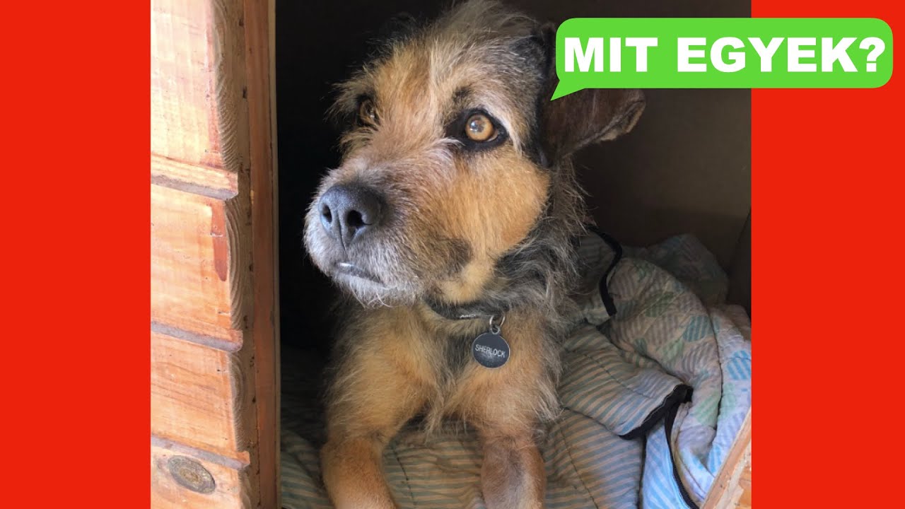 Nyers etetés vagy táp? - Te mit kérdeznél ebben a témában?