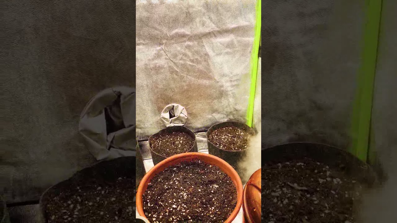 Seguimiento autom&aacute;ticas  Germinaci&oacute;n en tierra