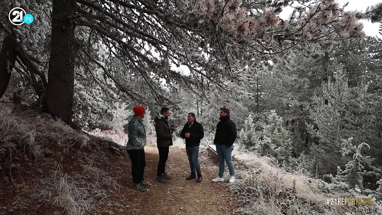 Veçoritë e pishave të zeza dhe ekzistimi i tri rrymave ajrore - reportazh nga Prevalla