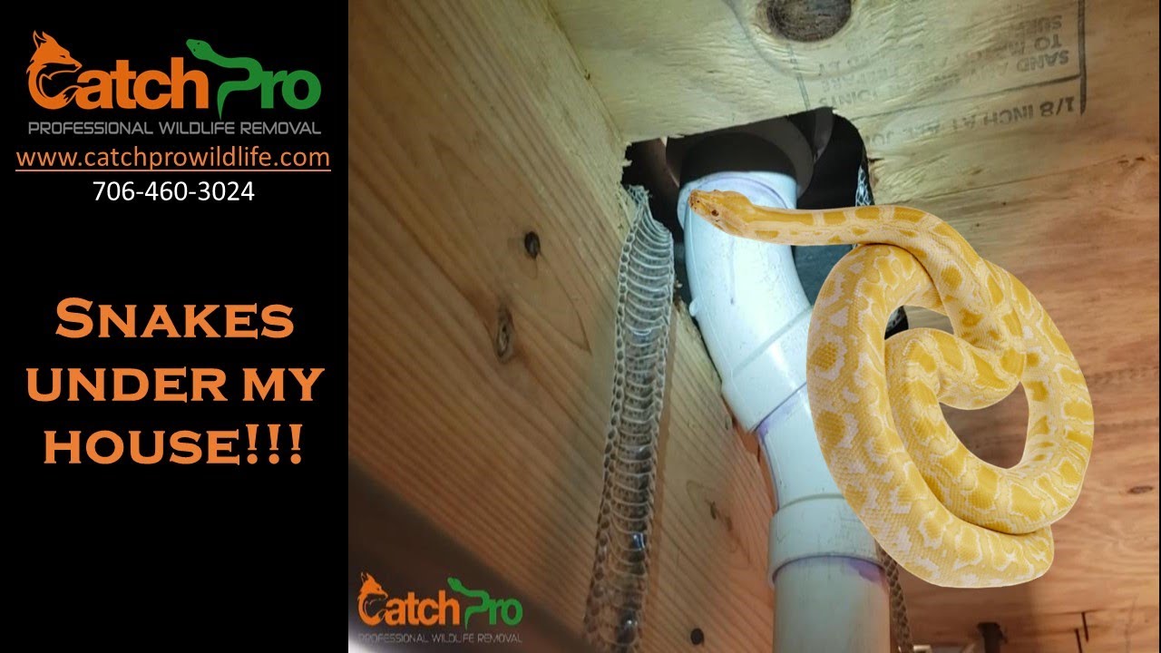 Snakes under my house!!!! - Athens, Georgia - CatchPro Wildlife Removal