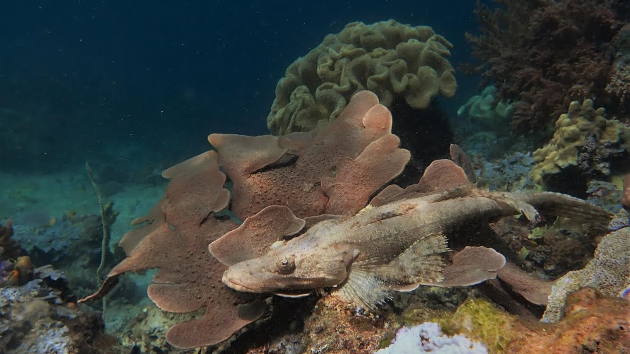 Snorkeling Dayan Homestay's housereef (part. 1) - Batanta - Raja Ampat - Indonésia 2023