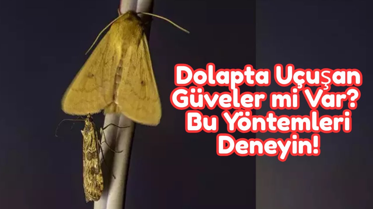 🦋 Evde Güve Kelebeği Nasıl Yok Edilir? | Doğal ve Etkili 3 Yöntem