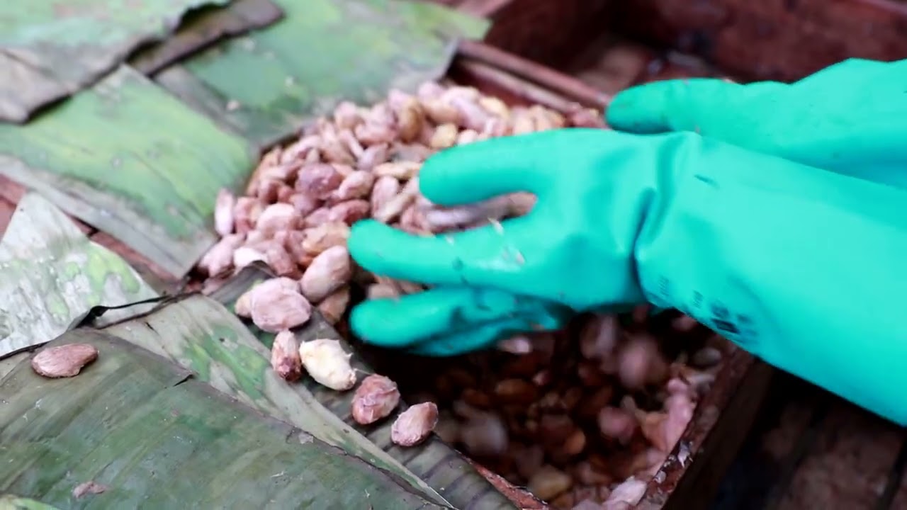 COSECHA Y FERMENTACI&Oacute;N DEL CACAO