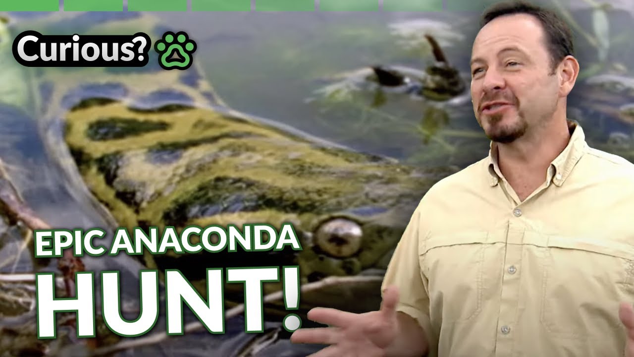 Venomous Snakes of the Amazon! | Python Hunters | Curious?: Natural World