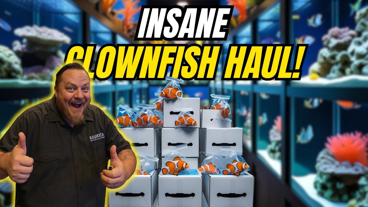 Unboxing Our BIGGEST Clownfish Order Ever! | Sustainable Aquatics Delivery
