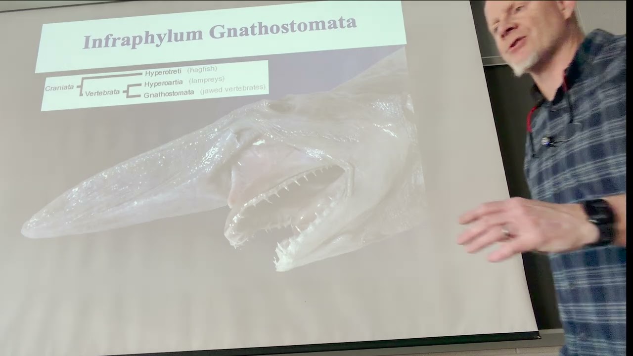 Video Lecture 4, Part 1.   Vertebrate Anatomy 2026