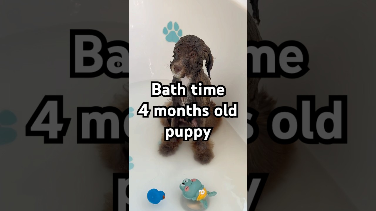Puppy bath time 4 months old poodle #cutepuppyvideo #puppybathtime #asmrcleaning #poodle #grooming