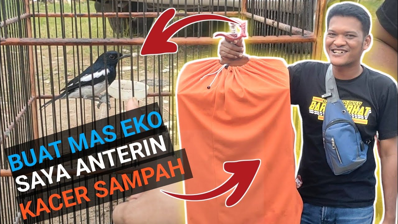 INI TANDA EF BERLEBIHAN UNTUK BURUNG KACER INI LANGSUNG KITA NOL EF DULU