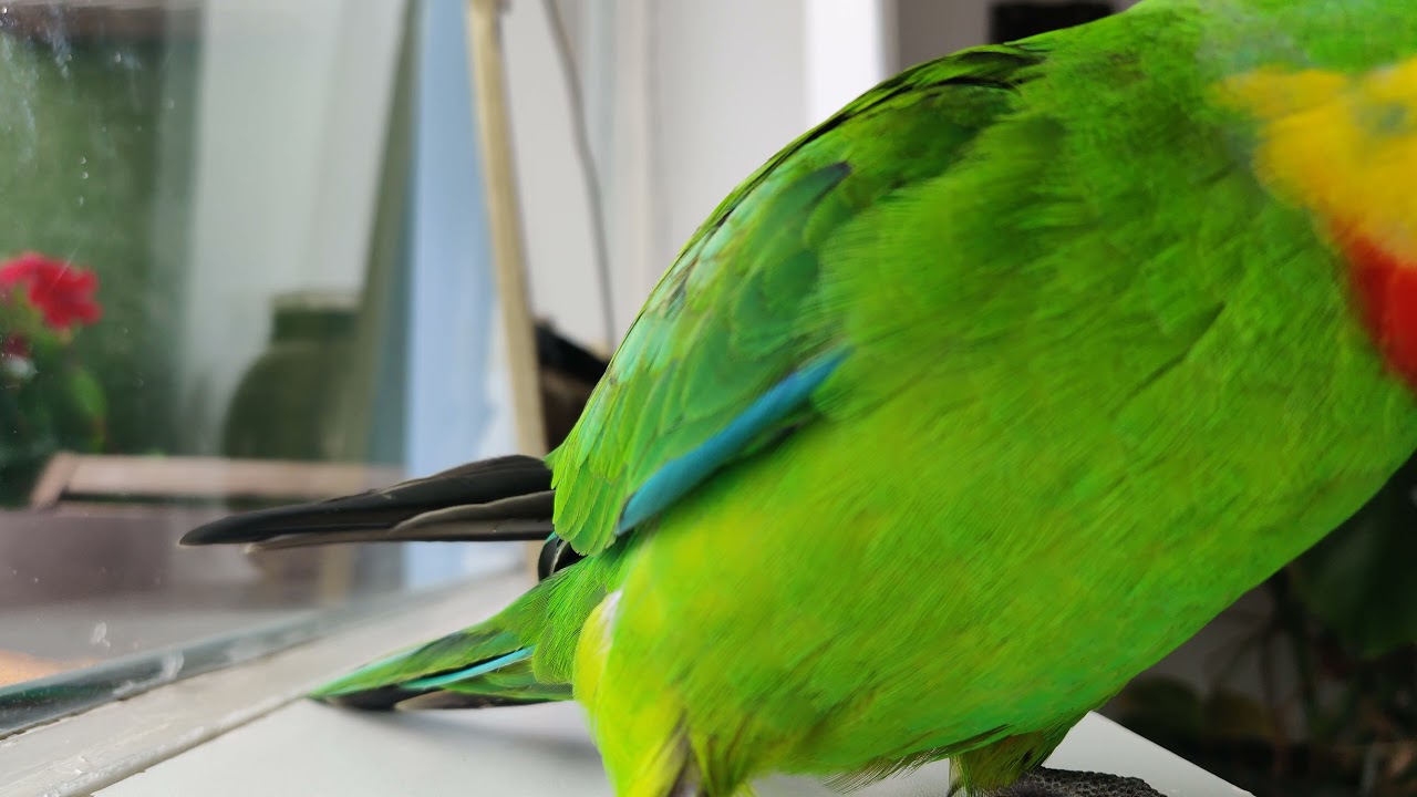 4K Barraband parakeet sounds #2
