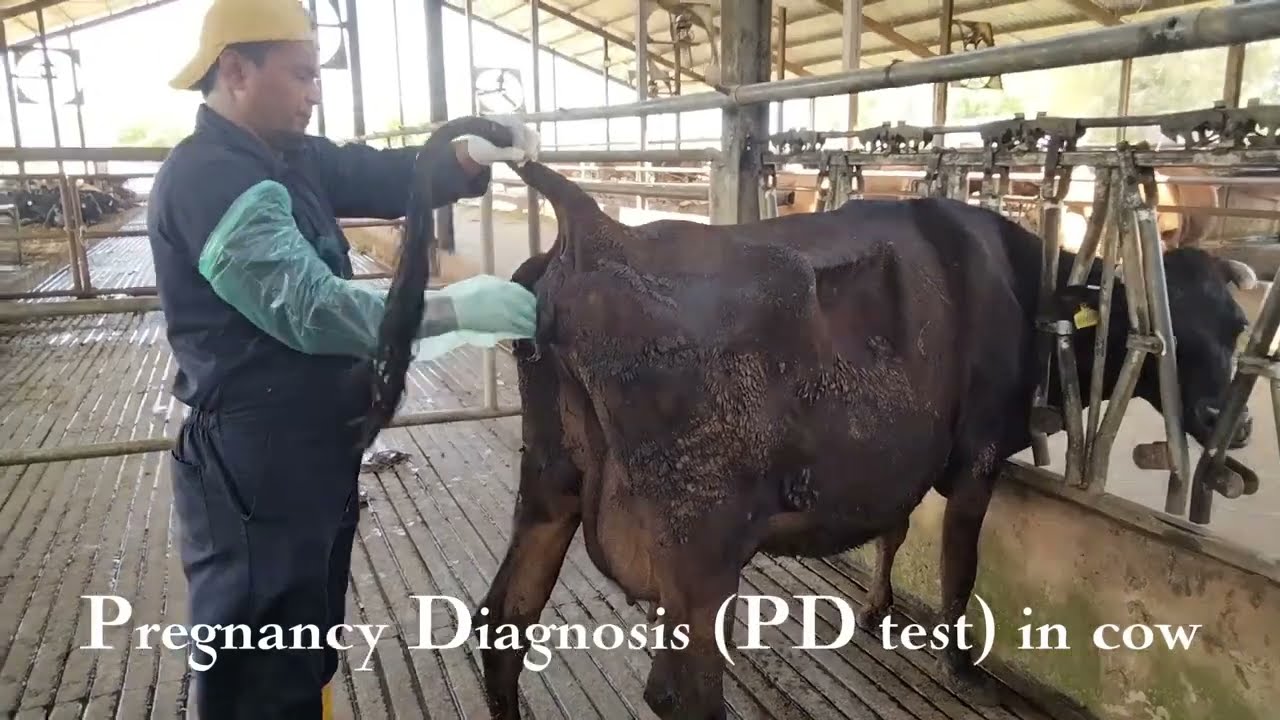 How We Check Cow Pregnancy on Our Dairy Farm 🐄 | MyDairyFarmLife