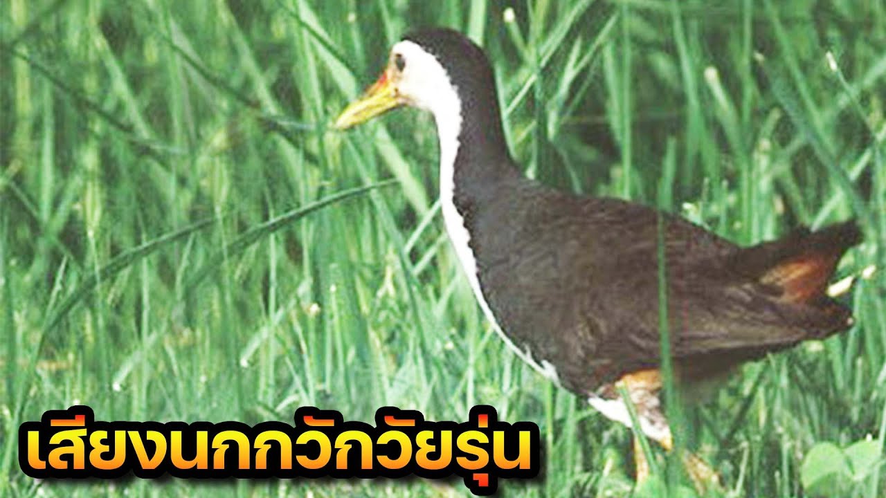 เสียงนกกวักวัยรุ่น Suara Burung Ruak Ruak | Animal Sound Around Me