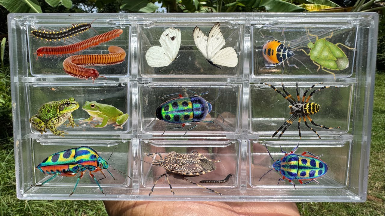 Catching insects in the garden  got Ladybug Frog Butterfly Beetle Millipede Stinkbug