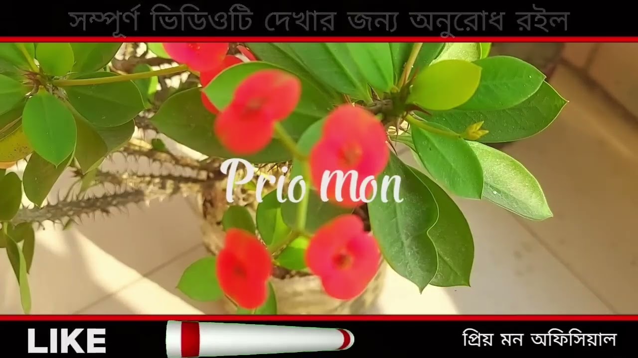 সাবস্ক্রাইব করে দেবেন ভালোবাসার গল্প আরও পাবেন প্লিজ সাপোর্ট করবেন 