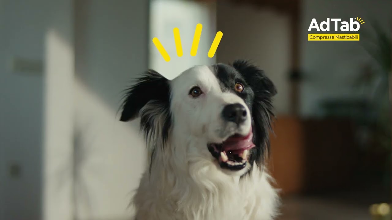 Video AdTab cane &ldquo;Amarsi &egrave; facile&rdquo; &ndash; 20
