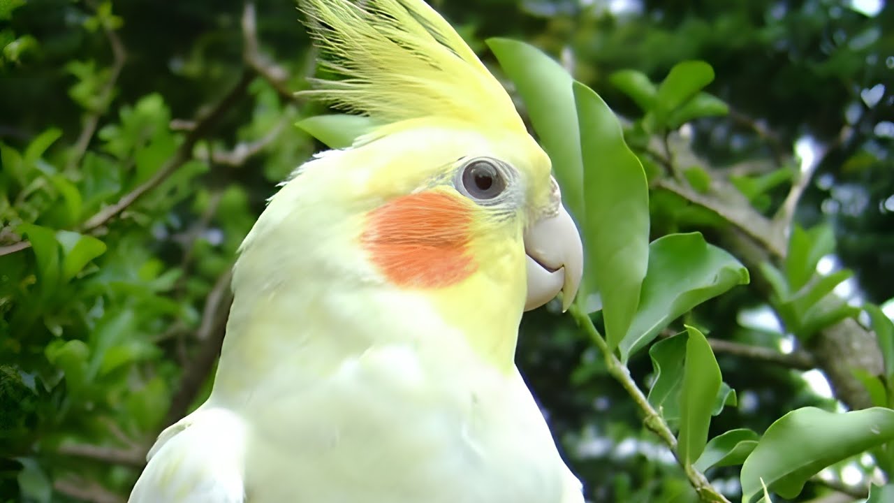 Alles, Was Sie Über Nymphensittiche Wissen Müssen 🦜🦜🦜