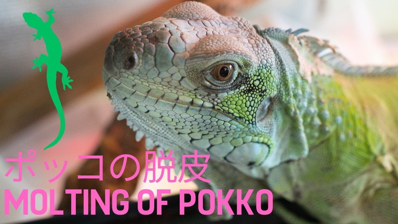 【グリーンイグアナ】ポッコの脱皮〜[Green iguana] Molting of Pokko~