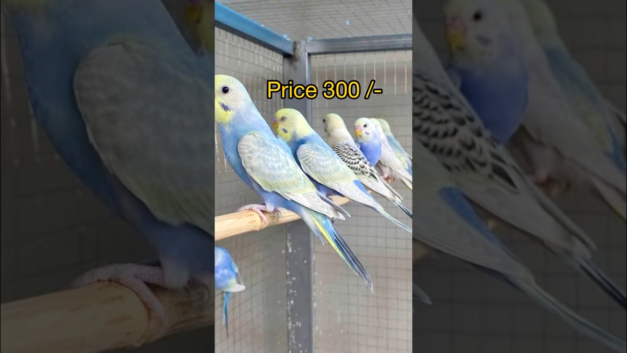 Budgies🦜 Bird price in India #birds #parrot #birdshots #pets