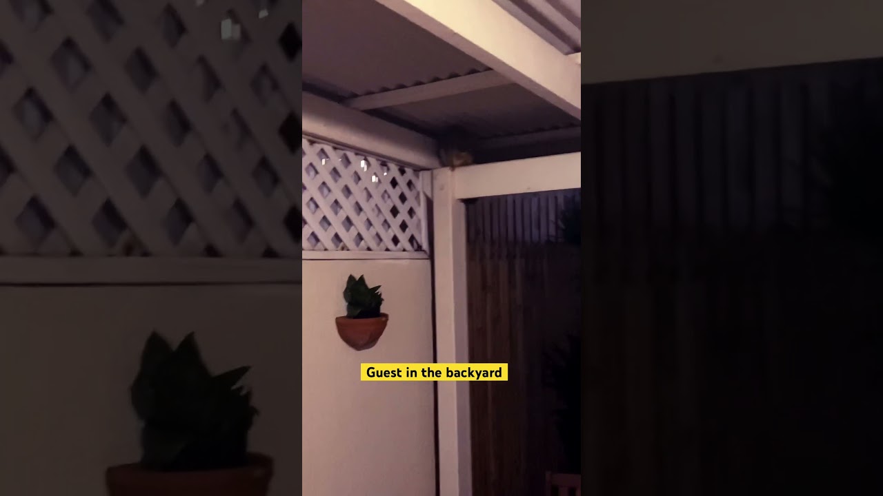Possum in the backyard #brisbane #australia wildlife harmless animal in Australia #possums #surprise