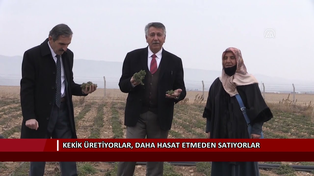 Kekik üretiyorlar, daha hasat etmeden satıyorlar