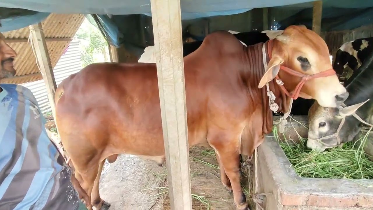 বাসাইল থানা কাশিল  উপজেলা ভিডিওতে নাম্বার দেওয়া আছে দেখে ফোন করবেন সরাসরি #comedysong #comedysong