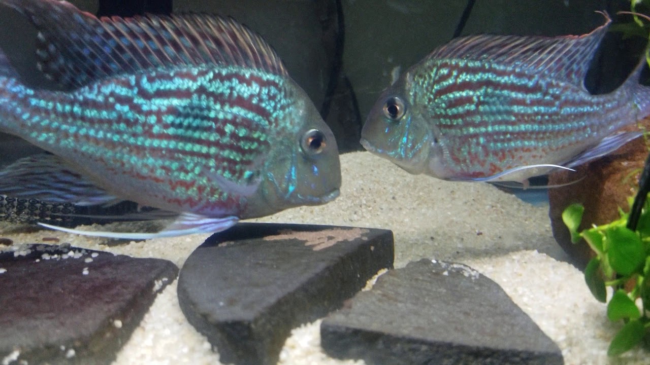 Geophagus Sveni 