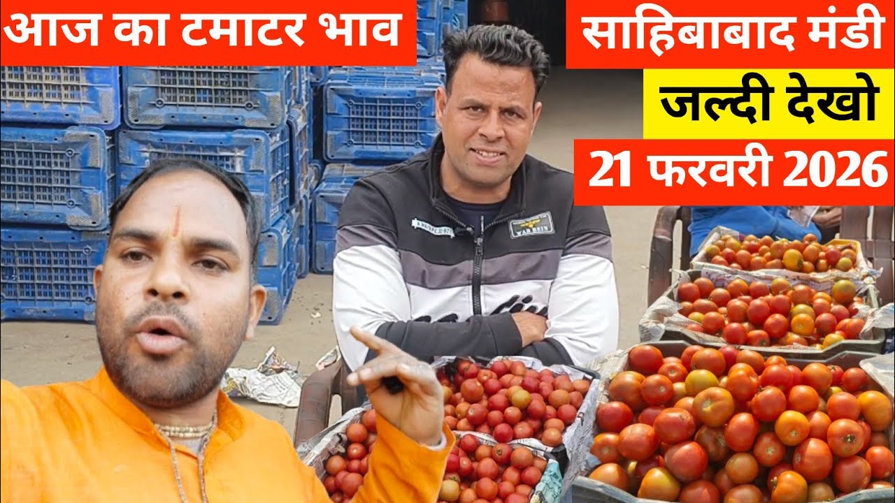 Why This Indian Mandi is Full of Tomatoes🍅आज का टमाटर  भाव