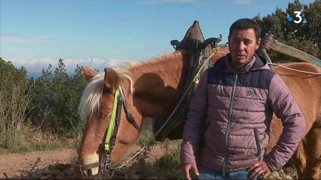 Pyrénées-Orientales : labour à cheval dans les vignes de  Paulille