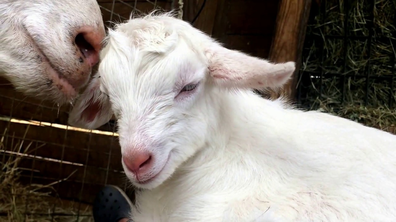 [ASMR] Cute Smiling Baby Goat Animal Therapy