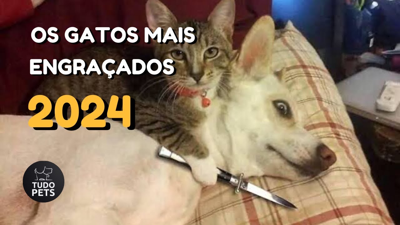 GATOS ENGRAÇADOS 2024 - OS GATOS MAIS ENGRAÇADOS DA INTERNET