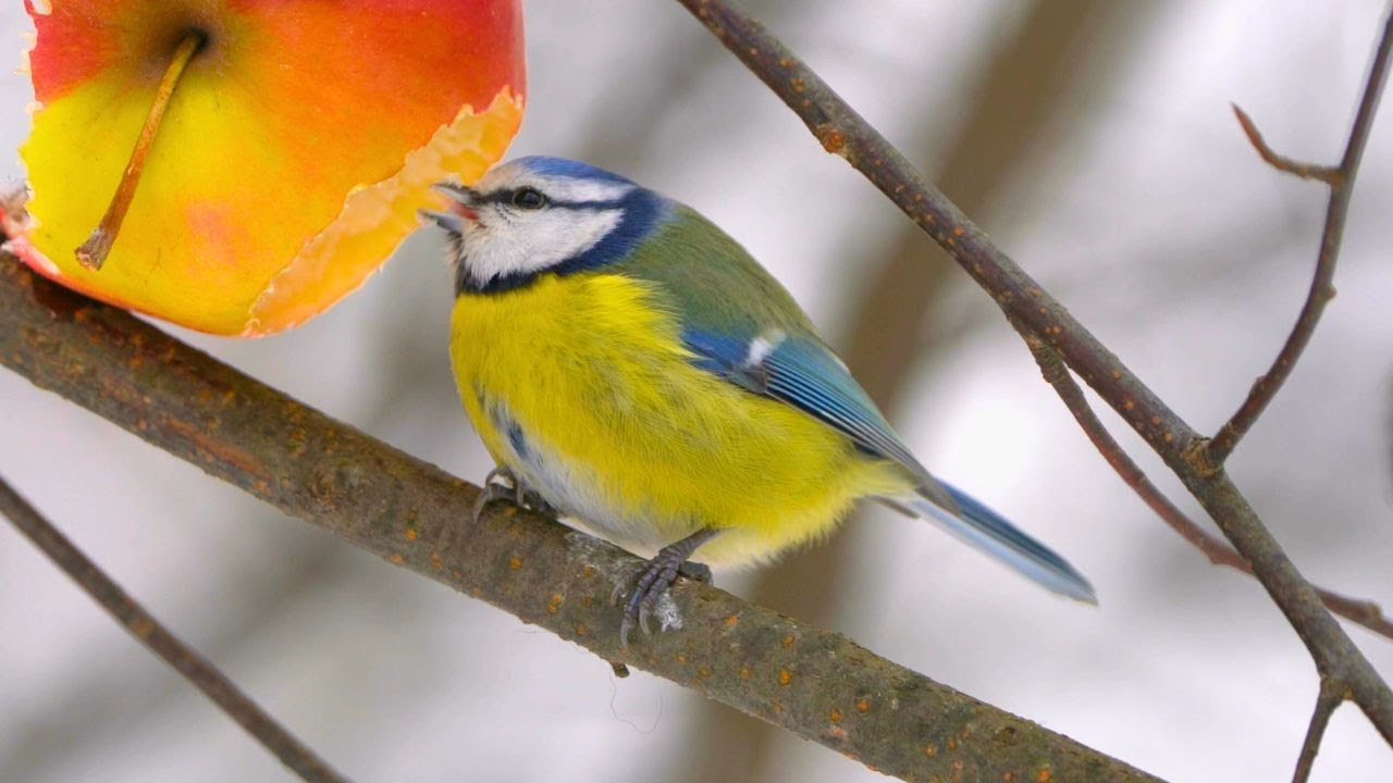 Blue Tits Really Love Apples [4K]
