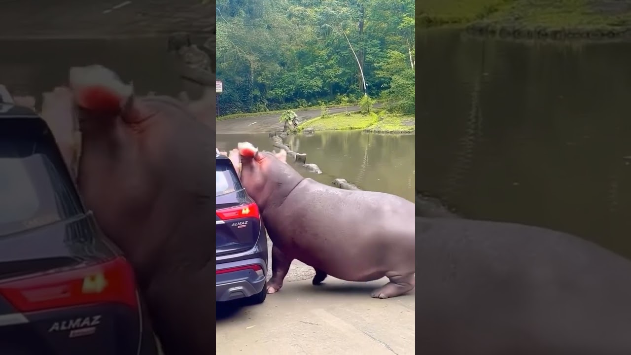 Hippo's Giant Watermelon Snack! 🍉 #viralvideo #animals #action #animalshorts #funny