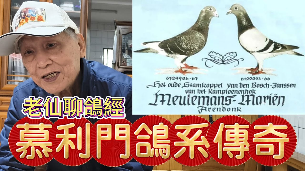 慕利門黃金配對傳奇～世界出最多紫羅蘭眼的原對，與靈性麥克斯為主人自殺的動人故事！邱銘德老師話鴿史　鴿壇名人 #詹森 #伍德 #WOVTERS#飛翔老人 #賽鴿 #鴿子 #種鴿 #育種 #鴿眼 #鴿系