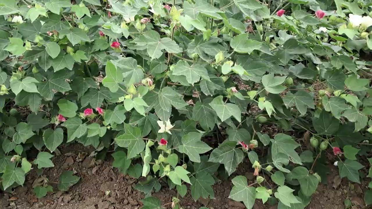   ઓહો  આ કપાસ ની વેરાયટી જોવો ભુકાકાઠી નાખે એવી