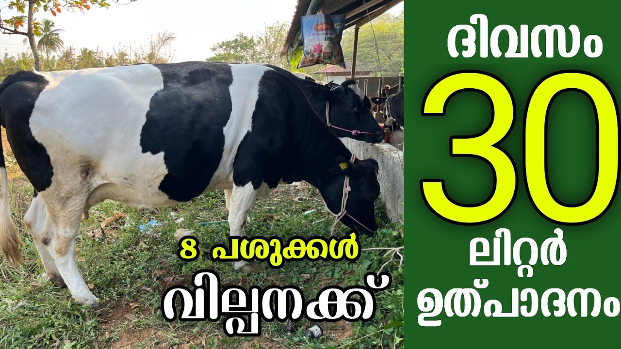 നിങ്ങളുടെ ഫാം വിജയിക്കാൻ ഇത്തരത്തിലുള്ള പശുക്കളെ കൊണ്ട് വരൂ |High breed Cows of Chinthamani area