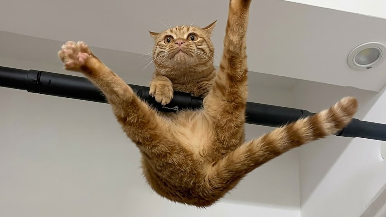Try Not To Laugh 😹 Funniest Cats Caught on Camera