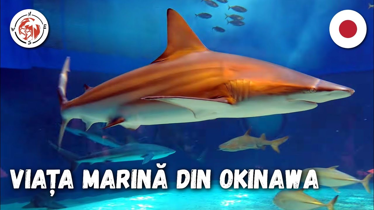 Rechini Balenă Uriași în Okinawa! 🦈 Tur complet la Okinawa  Aquarium 