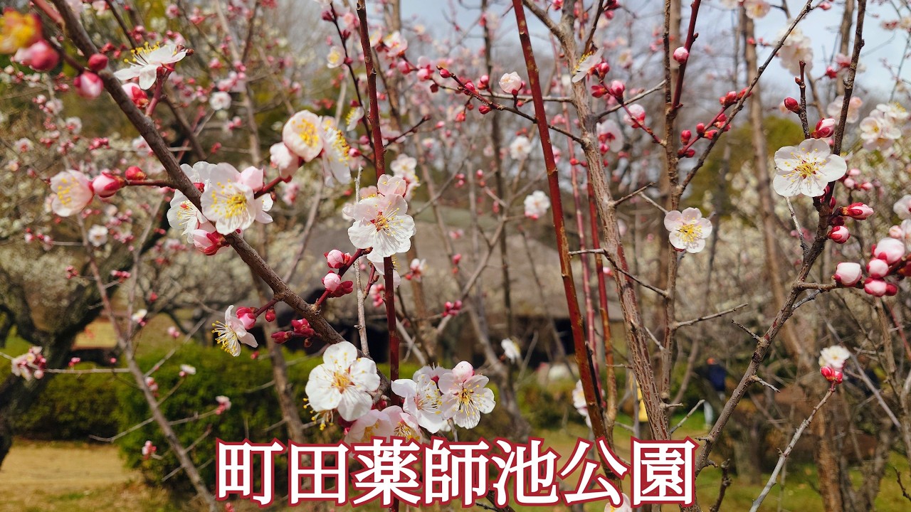 20260224 町田薬師池公園🌺見頃の梅