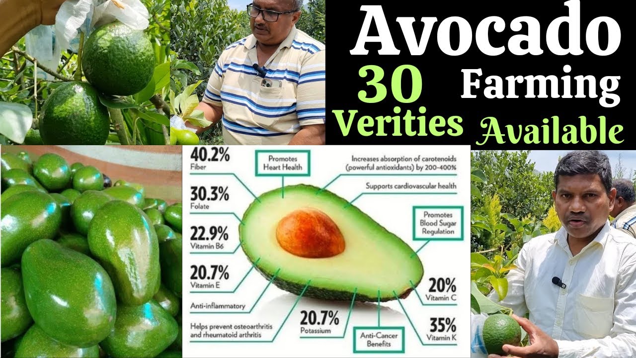 Avocado farming, 30 verities Avocado, एवोकाडो की खेती #avocado #avocadofarming